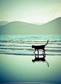 Chat sur la plage au coucher du soleil
