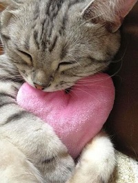 Chat avec coussin en coeur